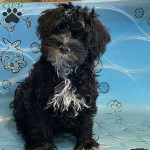 Sheila, Mini Schnoodle Puppy