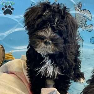 Sheila, Mini Schnoodle Puppy