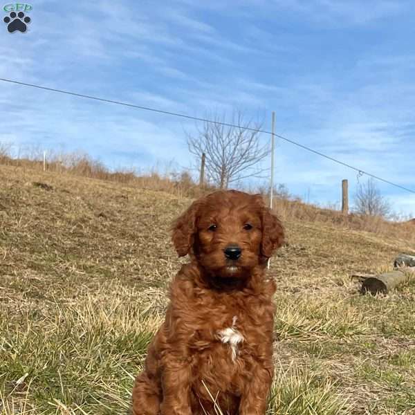 Hugo, Irish Doodle Puppy