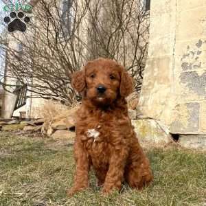 Hugo, Irish Doodle Puppy