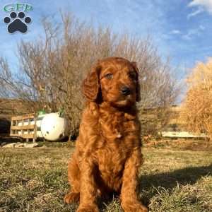 Hunter, Irish Doodle Puppy