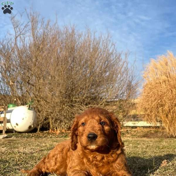 Hunter, Irish Doodle Puppy