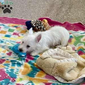 Lacey, West Highland Terrier Puppy