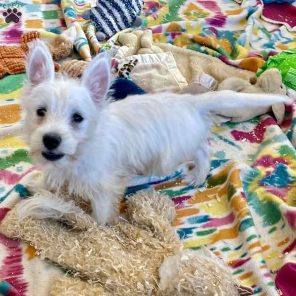 Lacey, West Highland Terrier Puppy