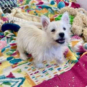 Lacey, West Highland Terrier Puppy