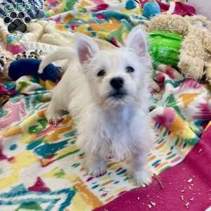 Lacey, West Highland Terrier Puppy