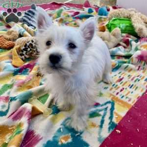 Lacey, West Highland Terrier Puppy