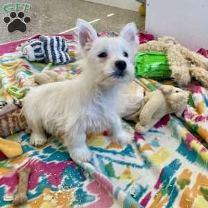 Lacey, West Highland Terrier Puppy