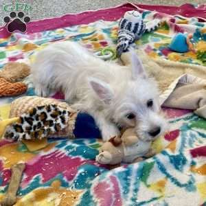 Larose, West Highland Terrier Puppy