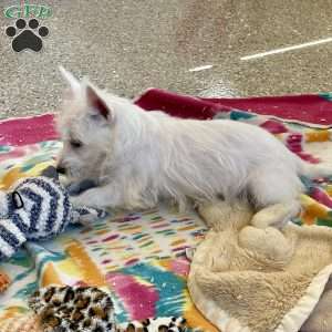 Larose, West Highland Terrier Puppy