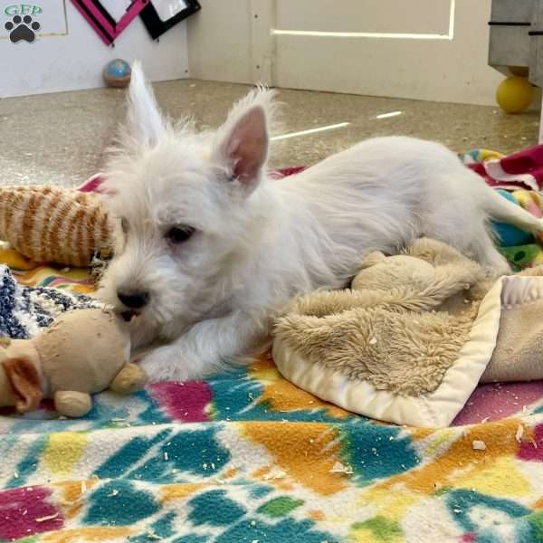 Larose, West Highland Terrier Puppy