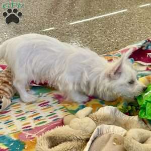 Larose, West Highland Terrier Puppy