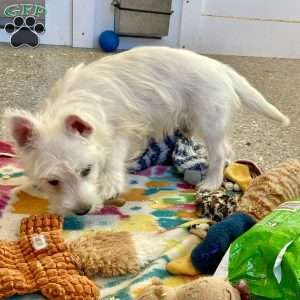 Larose, West Highland Terrier Puppy