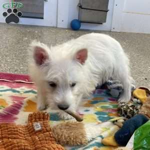 Larose, West Highland Terrier Puppy