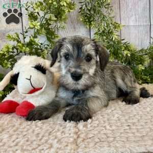 Thomas, Miniature Schnauzer Puppy