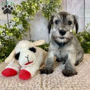 Thomas, Miniature Schnauzer Puppy