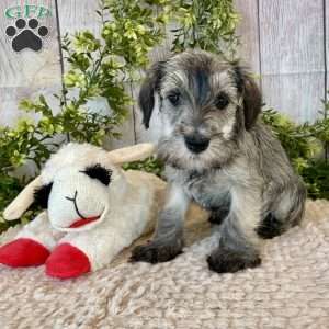 Thomas, Miniature Schnauzer Puppy