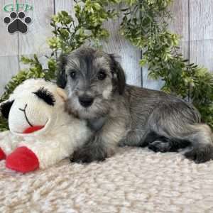 Thomas, Miniature Schnauzer Puppy