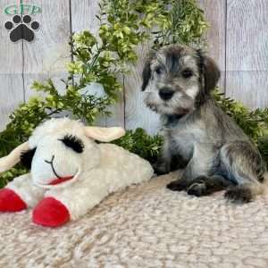 Thomas, Miniature Schnauzer Puppy