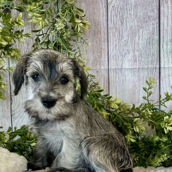 Thomas, Miniature Schnauzer Puppy