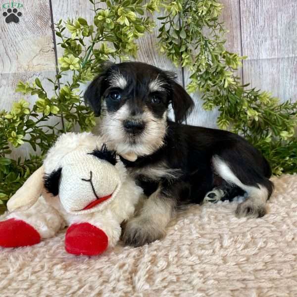 Tanner, Miniature Schnauzer Puppy