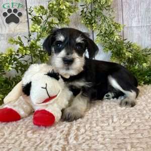 Tanner, Miniature Schnauzer Puppy