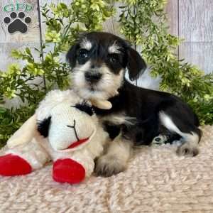 Tanner, Miniature Schnauzer Puppy