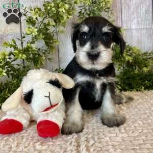 Tanner, Miniature Schnauzer Puppy