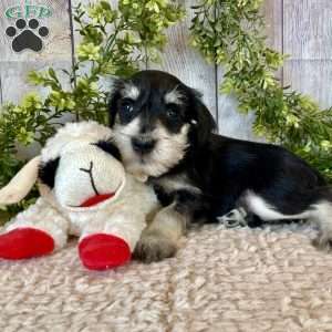 Tanner, Miniature Schnauzer Puppy