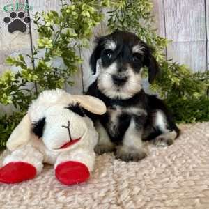 Tanner, Miniature Schnauzer Puppy