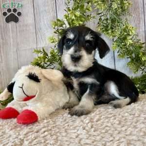 Tanner, Miniature Schnauzer Puppy