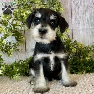 Tanner, Miniature Schnauzer Puppy