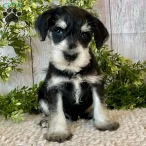 Tanner, Miniature Schnauzer Puppy