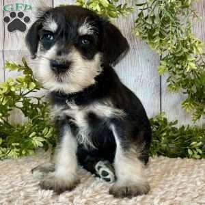 Tanner, Miniature Schnauzer Puppy