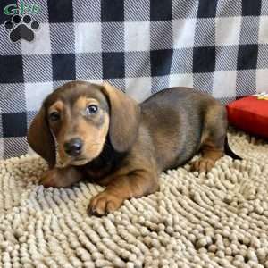 Norm, Dachshund Puppy