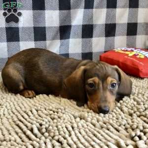 Norm, Dachshund Puppy