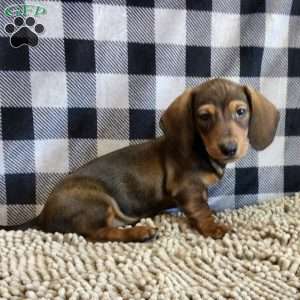 Norm, Dachshund Puppy