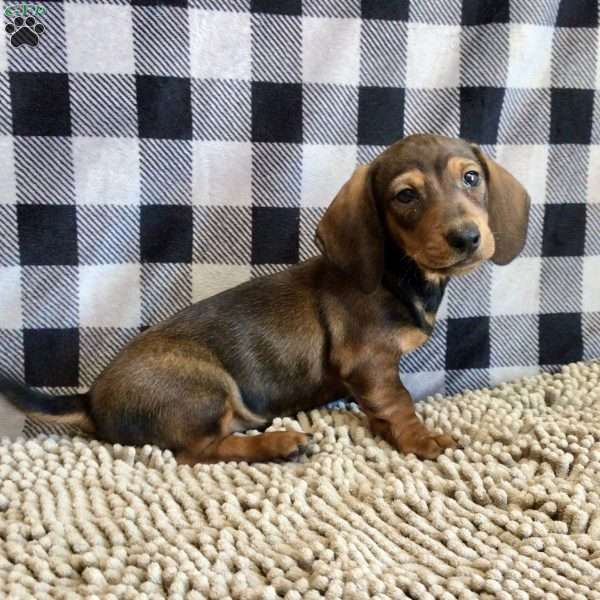 Norm, Dachshund Puppy