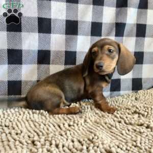 Norm, Dachshund Puppy