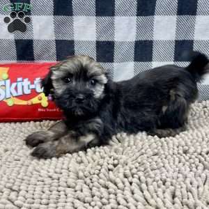 Cindy, Havanese Puppy