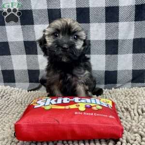 Cindy, Havanese Puppy