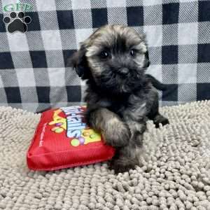 Cindy, Havanese Puppy