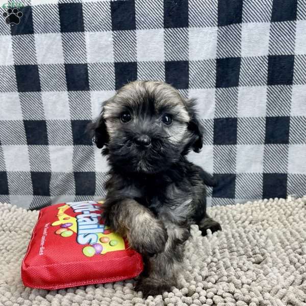 Cindy, Havanese Puppy