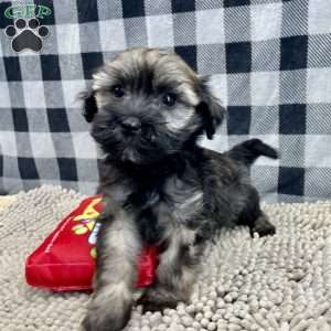 Cindy, Havanese Puppy