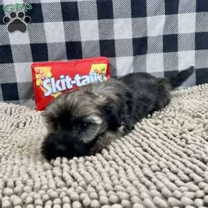 Cindy, Havanese Puppy