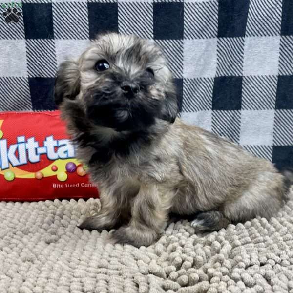 Cathy, Havanese Puppy