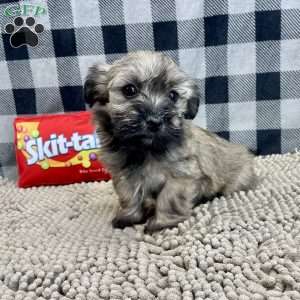 Cathy, Havanese Puppy