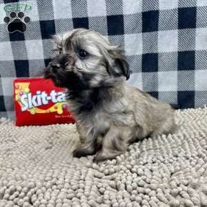 Cathy, Havanese Puppy