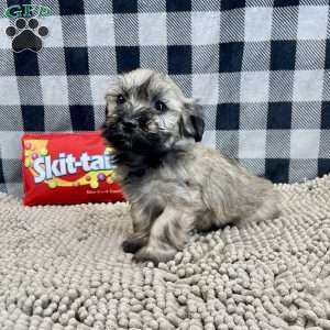 Cathy, Havanese Puppy