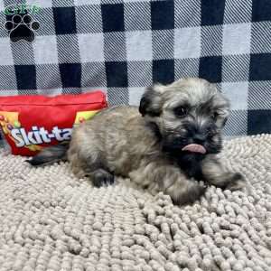 Cathy, Havanese Puppy